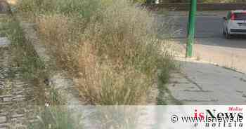 Isernia, erba alta come la savana: dal centro alle borgate infuria la polemica - isnews.it