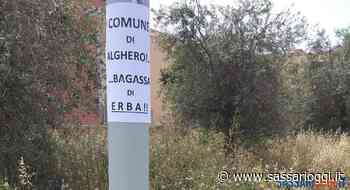 Alghero, erba ad altezza d'uomo, l'ironia di un cartello - Sassari Oggi