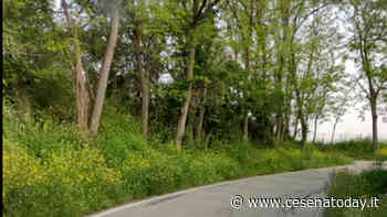 Sfalci dell'erba, Fdi: "L'implicazione della sicurezza stradale sia tra le priorità. Segnalate criticità" - CesenaToday