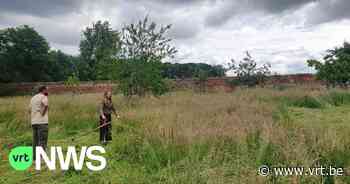 Na Maai Mei Niet-actie: BK zeisen in Leuven toont hoe je hoog gras kan maaien - VRT NWS