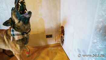 Griesheim: Hund als Haus-Held: Pacco ist ein Schimmel-Spürhund - BILD
