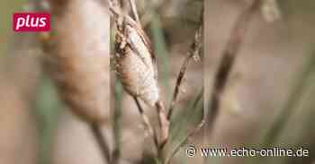 Gottesanbeterinnen-Babystube in Griesheim - Echo Online