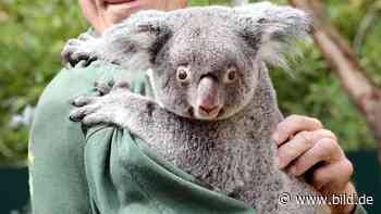 Dresden: Baby-Rätsel um Koala Sydney | Regional - BILD