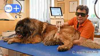 Dresdner Physiotherapeut für Hunde hilft bei Arthrose, Bandscheiben, Gelenkschmerzen - Dresdner Neueste Nachrichten