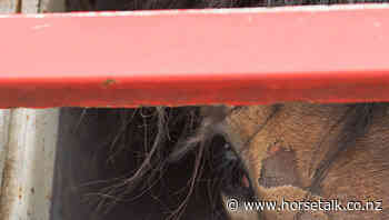 EU urged to "call time" on long distance horse transport - Horsetalk.co.nz - Horsetalk
