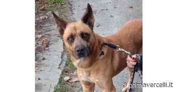 Aiutateci a ritrovare Zeus - Prima Vercelli