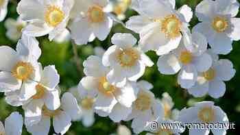 I fiori di stagione da piantare in estate