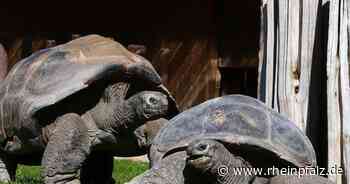 Riesenschildkröten machen „Urlaub“ in Prag - Rheinpfalz.de