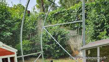 Montech : des poules font leur arrivée à l'Ehpad - LaDepeche.fr