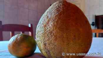 Arvoré dá laranjas gigantes em chácara de Jaguaruna - Uaaau!