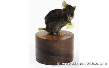 UH-cloned mouse gets new home at national museum