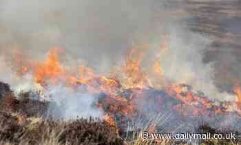 Illegal fires tear through protected peatlands despite new ban, investigation reveals 