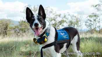 Tiere - Spürhunde erschnüffeln Koala-Kot in Australien - Neue Presse Coburg