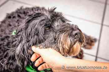 Escaped in Witten: Verschwundene Hospizhündin mit Hilfe zahlreicher Ermittler wiedergefunden - Witten - www.lokalkompass.de