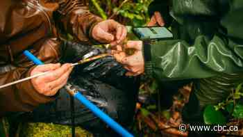 How ancient forest gardens could impact Nuchatlaht First Nation's land claim - CBC.ca