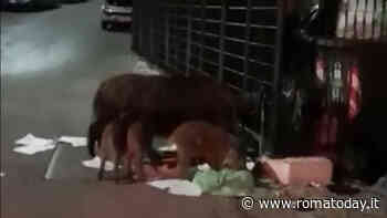 I cinghiali cercano di rompere le barriere di via Panattoni