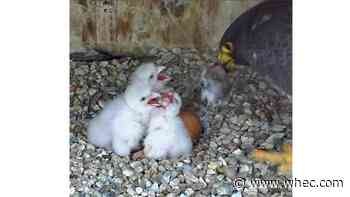 Rochester falcon couple works together to feed babies