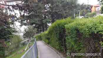 Cornacchie all’assalto in via dei Vigneti a Trieste, ferite due residenti: inquilini costretti a usare l’ombrello - Il Piccolo