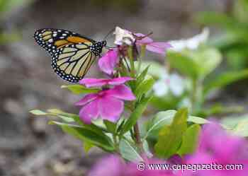 Wings of Hope butterfly release set June 25 in Milton - CapeGazette.com