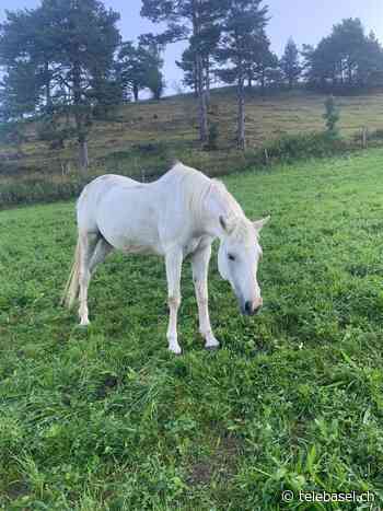 Unbekannter stiehlt Pferd von einer Weide in Waldenburg - Telebasel