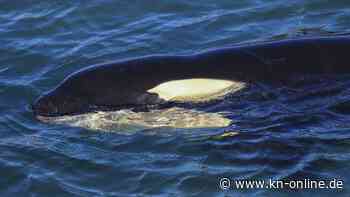 Verirrter Orca tot in der Seine aufgefunden