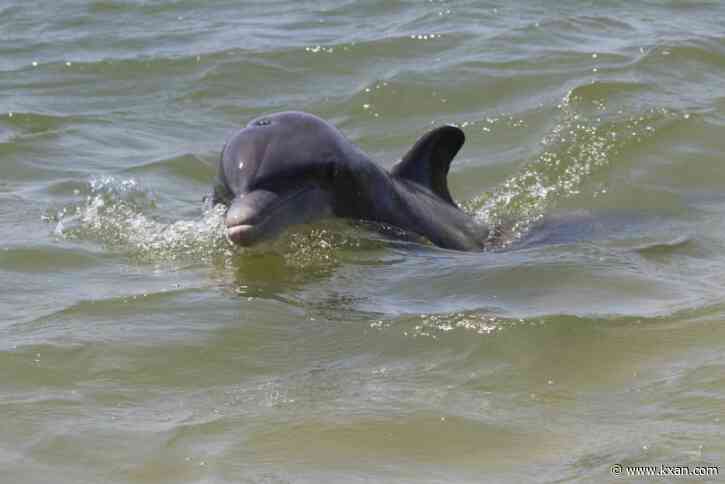 Leave this 'aggressive' dolphin off North Padre Island alone, NOAA warns