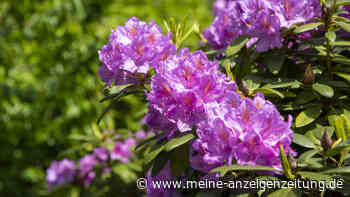 Rhododendron pflegen: Drei Fehler, die Sie vermeiden sollten
