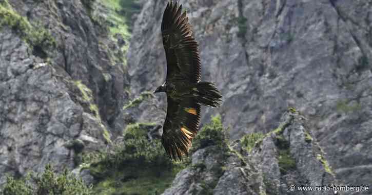 Traurige Gewissheit: Bartgeier-Weibchen Wally tot