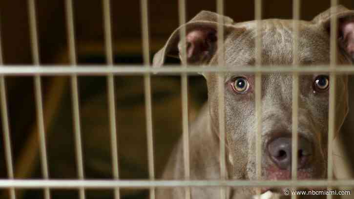 Woman Accused of Leaving 4 Dogs to Die in Hot Car in Central Florida