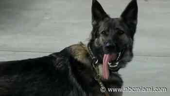 Florida School Protected By ‘Active Shooter Dog' After Parkland, Uvalde Shootings