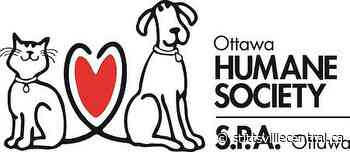 Ottawa Humane Society facing mounting costs as power outage drags on - StittsvilleCentral.ca