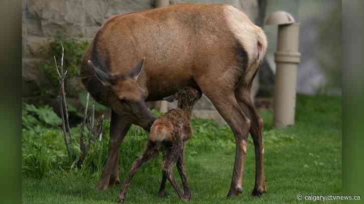 Elk aggression on the rise in Canmore during calving season