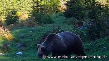 Wie gefährlich ist der Karwendel-Bär? Warnung an Wanderer, doch Behörde bleibt gelassen