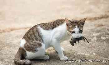 Cats kill up to 270million prey every year, study suggests 