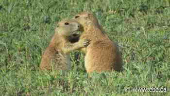 Speaking dog: Technology could lead to device that can decipher animal communication