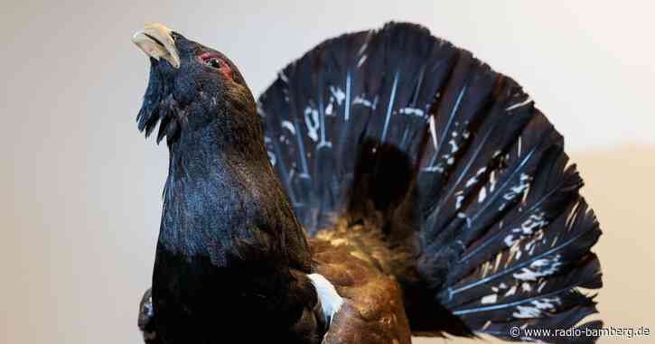 «Klausbachtal-Auerhahn» lebt nicht mehr: Unfalltod?