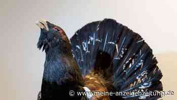 „Klausbachtal-Auerhahn“ lebt nicht mehr: Unfalltod?