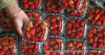 US, Canada probe Hepatitis A outbreak - Gloucester Advocate