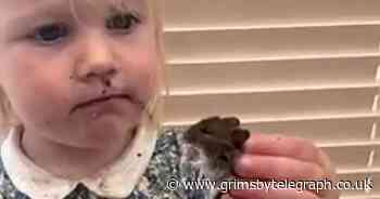 Mum shocked when toddler daughter brings new 'friend' into kitchen - Grimsby Live - Grimsby Live