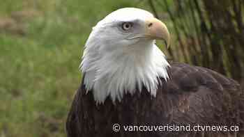 'Covered in blood': Woman in good spirits after eagle attack in Campbell River, B.C.