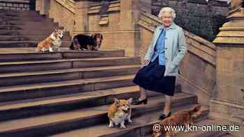 Corgis: Die liebste Hunderasse der Queen in Großbritannien wieder auf dem Vormarsch