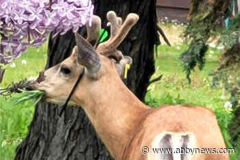 Okanagan deer with arrow in ear is OK to be left alone: Conservation