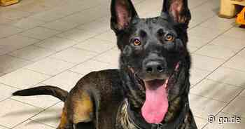 Bonn: Polizeihund Mitch entlaufen - nun wieder aufgetaucht - Erfolgreiche Suche - General-Anzeiger Bonn