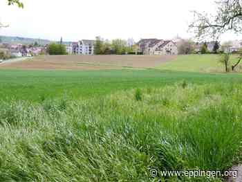 ▷ Verkauf der städtischen Baugrundstücke im Baugebiet „Zylinderhof III“ - Eppingen.org
