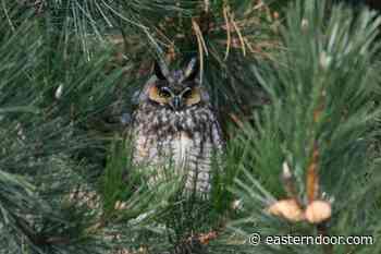 Kahnawake participates in national owl survey - easterndoor.com