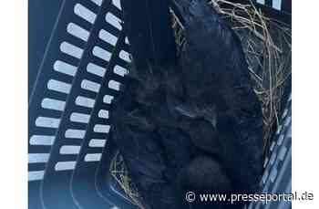 POL-PDLD: Verletzter Rabe mit Startproblemen