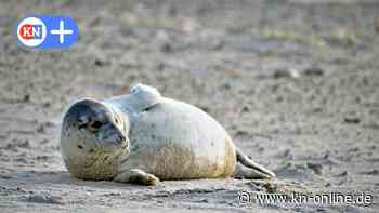 Gestrandet und gestresst: Wie 160 Menschen Robben am Ostseestrand schützen