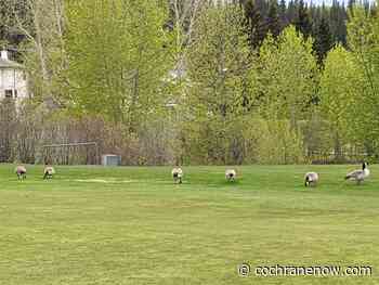 Avian flu causes unprecedented mortality in wild birds - CochraneNow.com