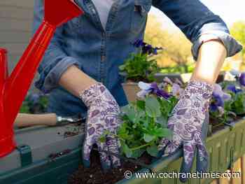 Gardening: A spring settles in, its off to work we hoe - Cochrane Times