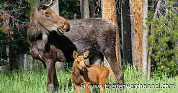 CPW: Cow moose with newborn charged, trampled runner on trail north of Breckenridge - Denver 7 Colorado News